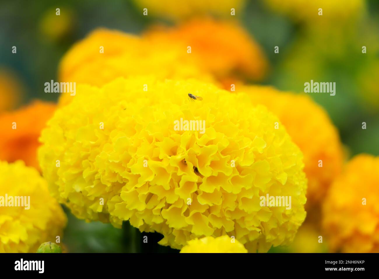 Cornice sfondo completo di fiore Marigold messicano Foto Stock
