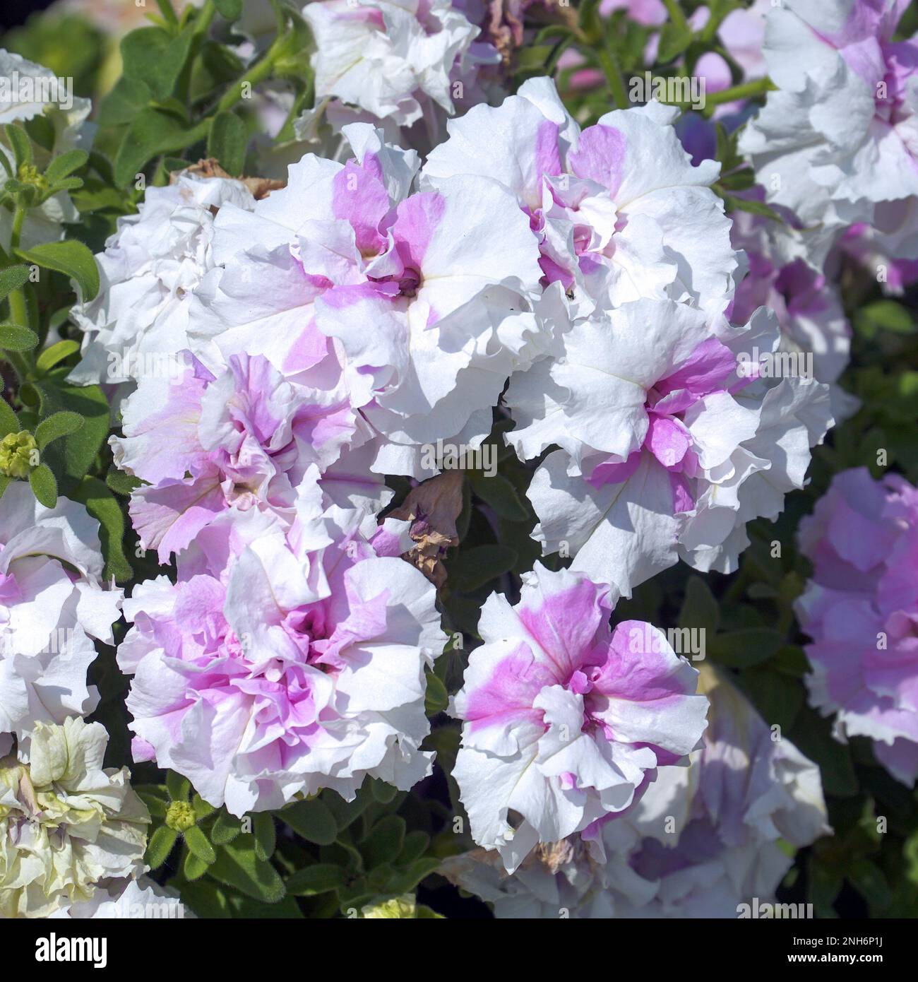 Varietà Petunia Terry Cascade Orchid Mist in giardino Foto Stock