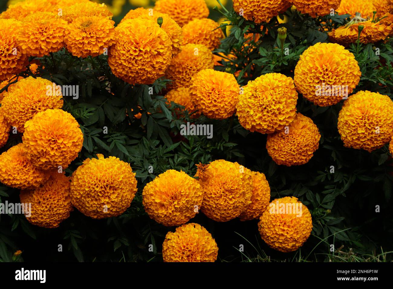 Marigold, fiore giallo, albero di Marigold, Marigold arancione, petali di Marigold Foto Stock