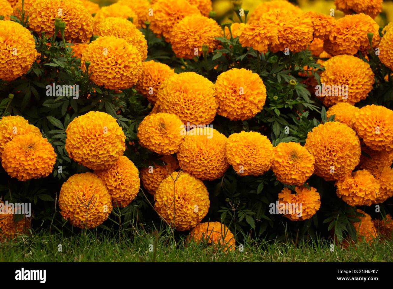 Nel giardino c'erano molti splendidi fiori. Sono spesso chiamati marigold messicano, azteco o africano (Tagetes erecta). Foto Stock
