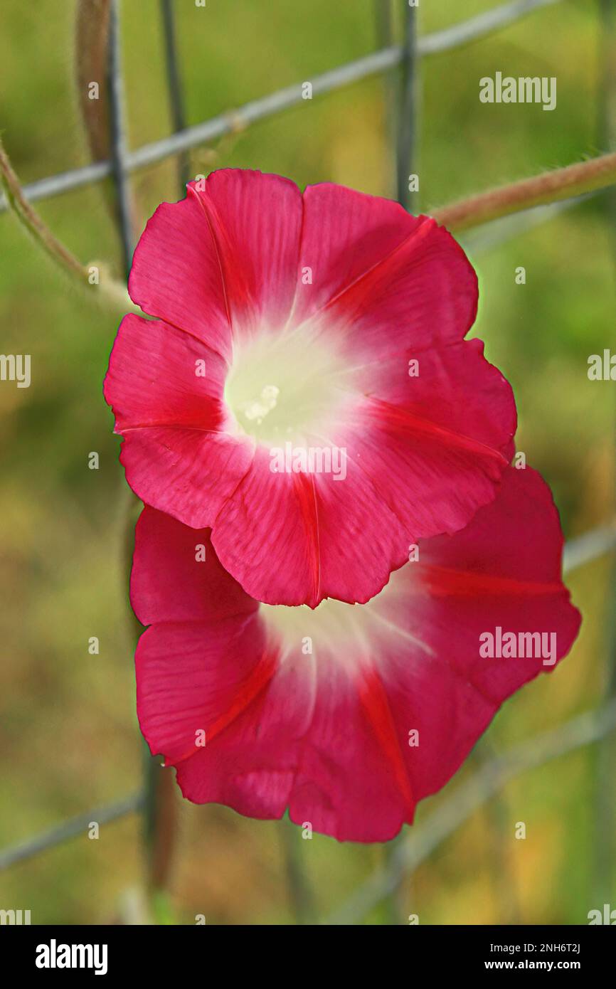 Due molto belle glorie rosse del mattino che crescono su una vite in un giardino estivo a Lindstrom, Minnesota USA. Foto Stock