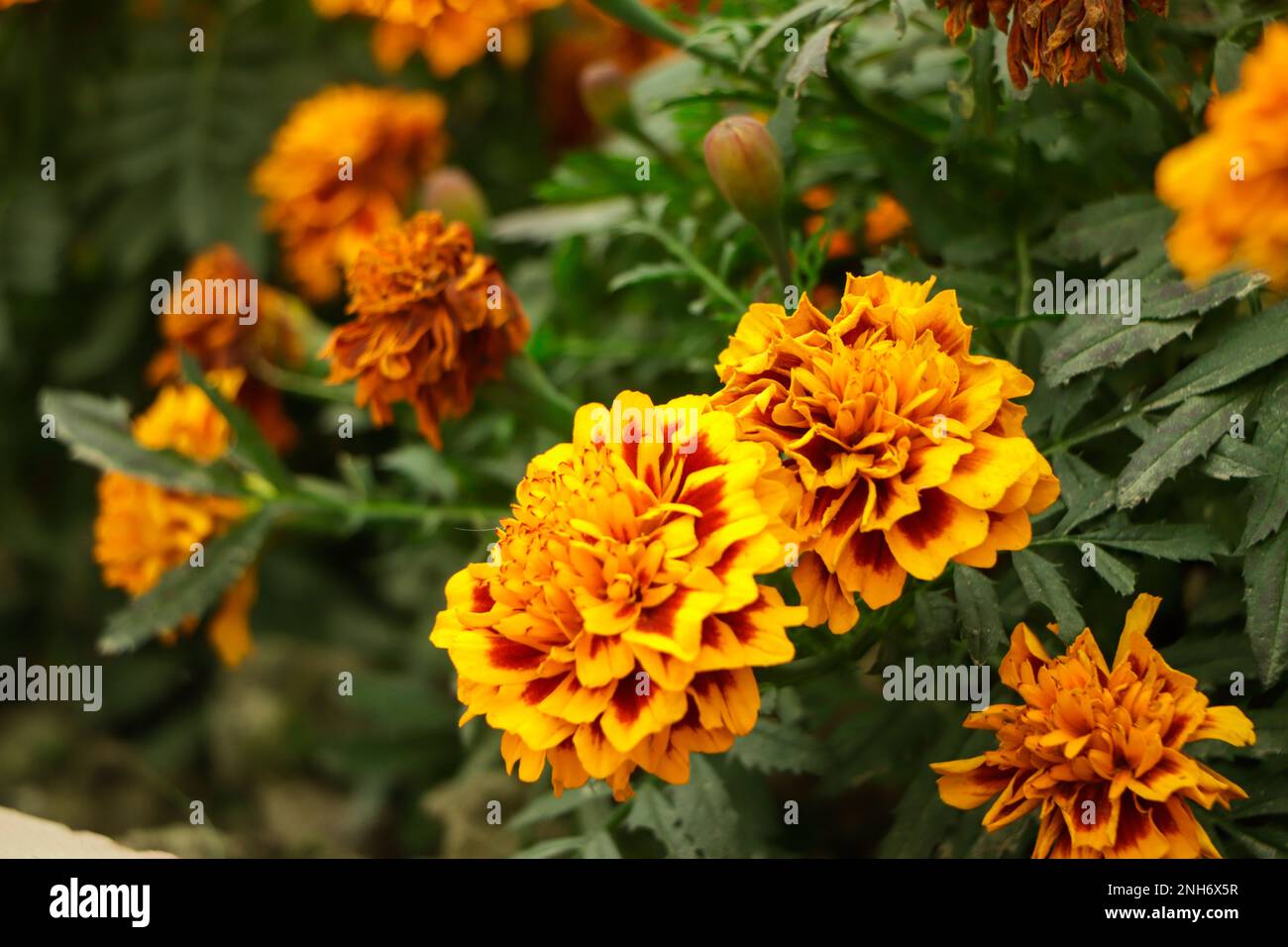 Incredibile fiore di marigold messicano in giardino, sulla naturale bella messa a fuoco background.selection. Foto Stock