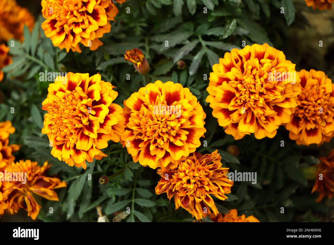 Primo piano del bellissimo motivo di fiori di marigold nel giardino. Foto Stock