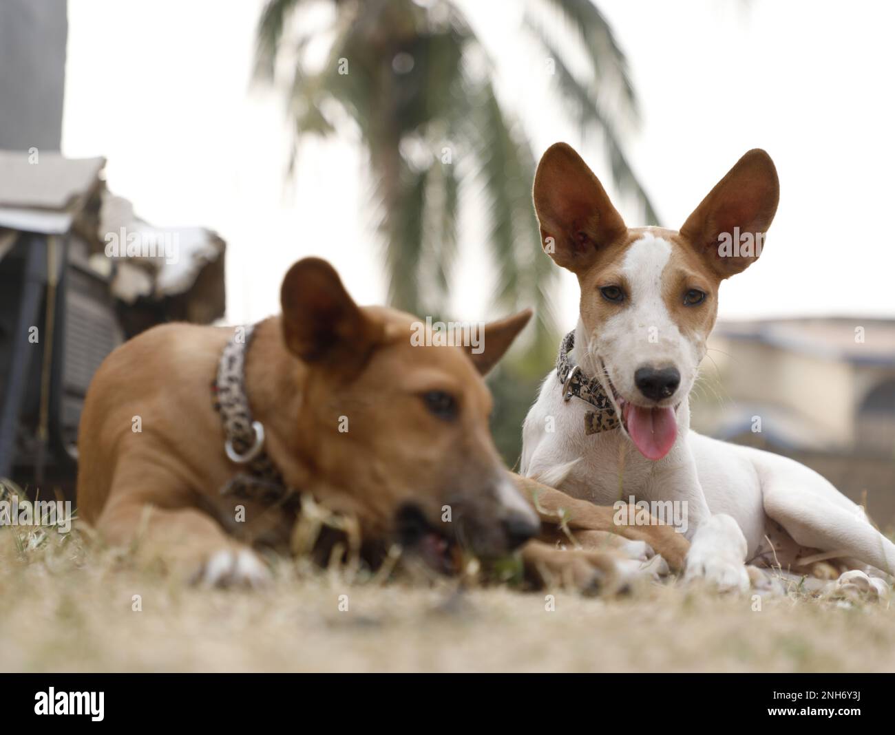 Cani Just Wanna Have fun Foto Stock