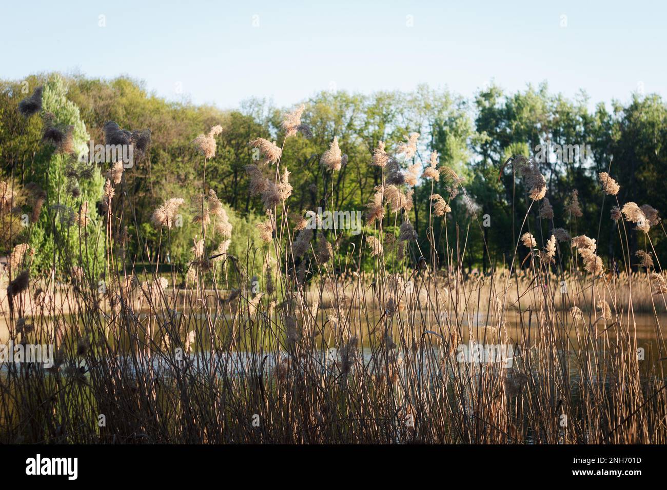 Orizzontale. Canna comune, Phragmites essiccato, si sviluppa alla luce del sole sulla riva di un lago in un parco primaverile, sullo sfondo di alberi verdi Foto Stock