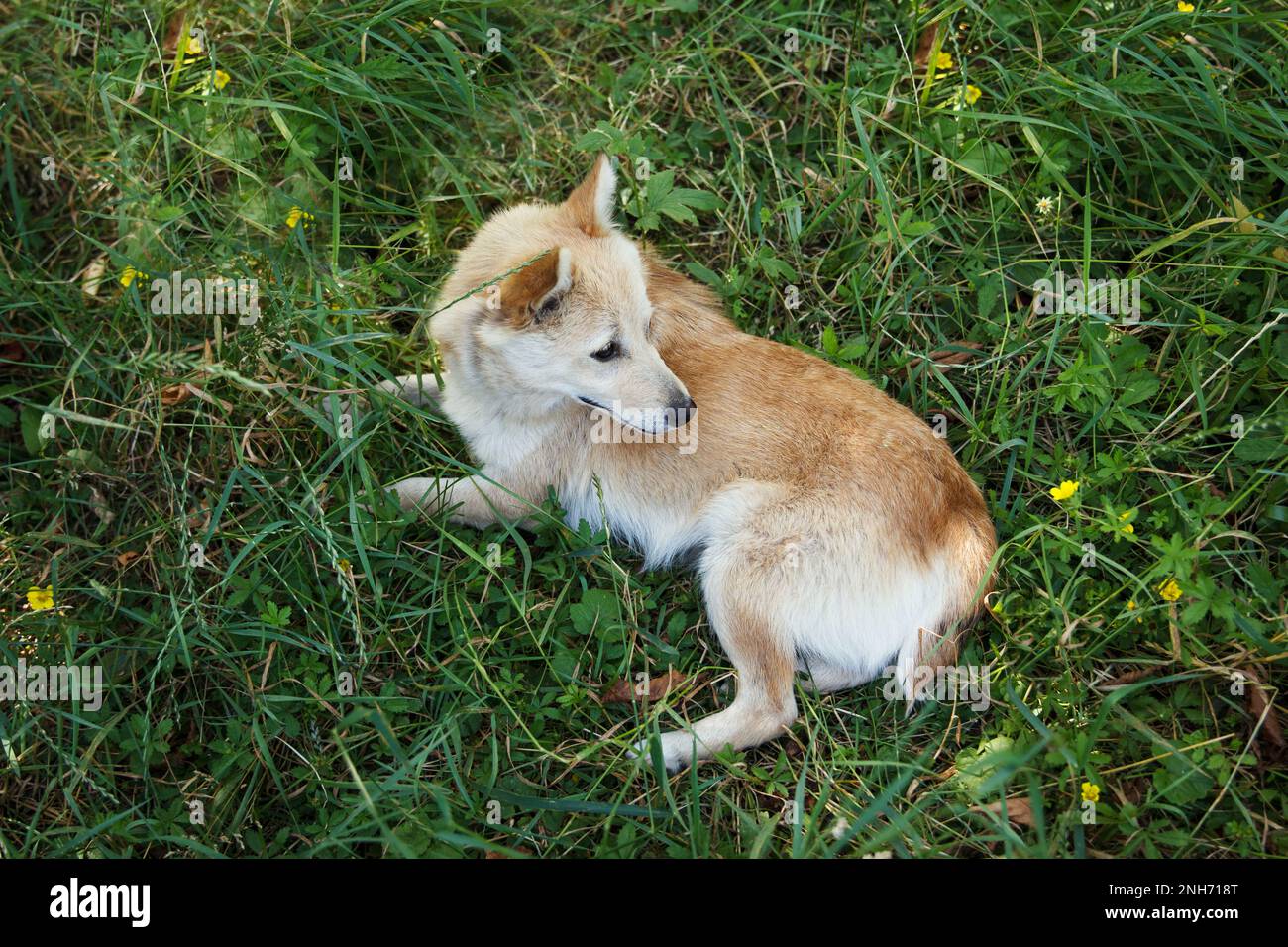 Bel cane mongrel ordinario giace sull'erba sotto il sole e si riscalda Foto Stock