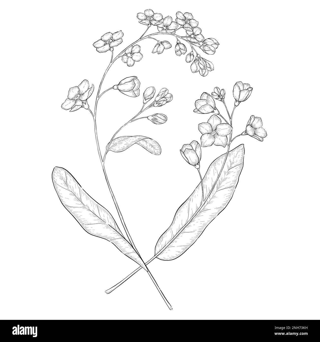 Illustrazioni botaniche Otline. Perfetto per il design di confezioni, inviti e libri da colorare. Foto Stock