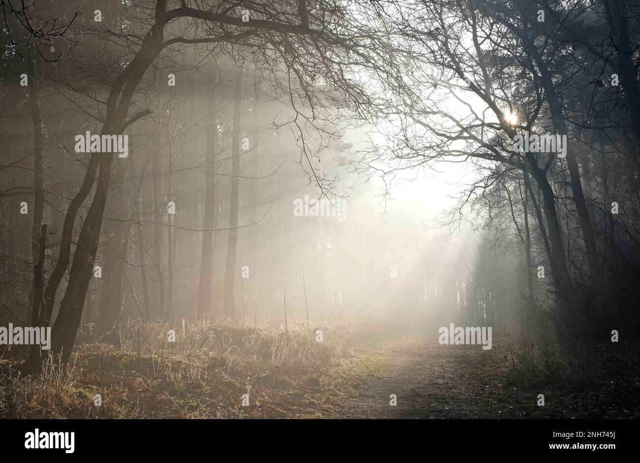 bosco invernale a holt country park, norfolk settentrionale, inghilterra Foto Stock