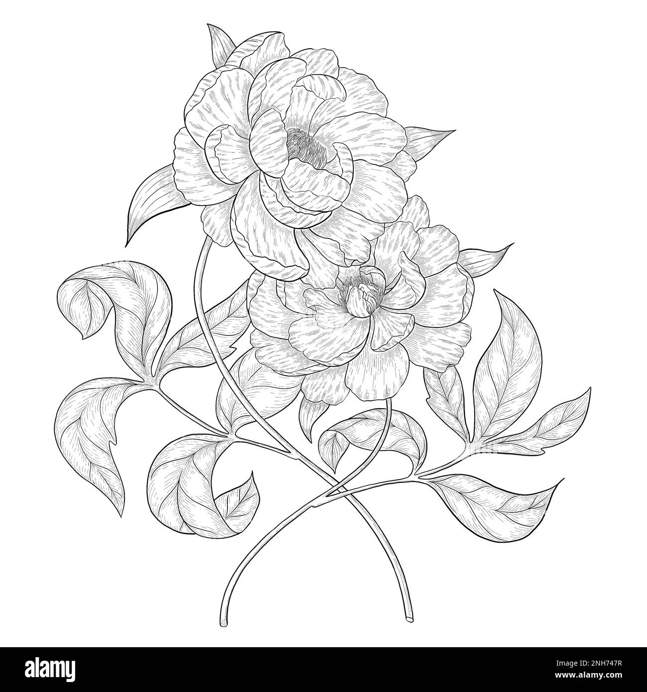 Illustrazioni botaniche Otline. Perfetto per il design di confezioni, inviti e libri da colorare. Foto Stock