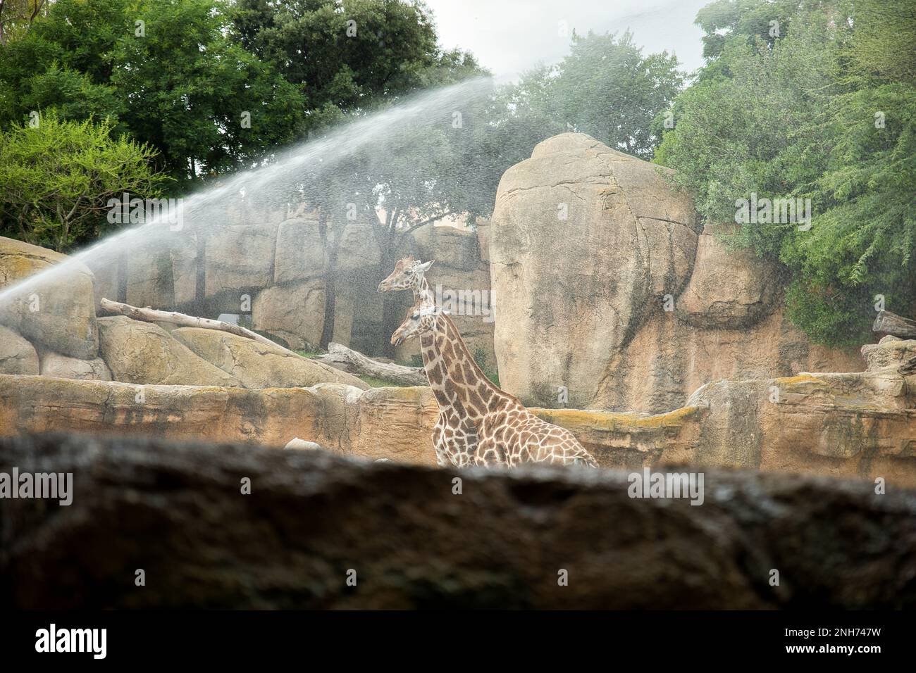 Foto a lunga distanza di due giraffe dietro una fontana d'acqua con un paesaggio roccioso sullo sfondo. Foto Stock