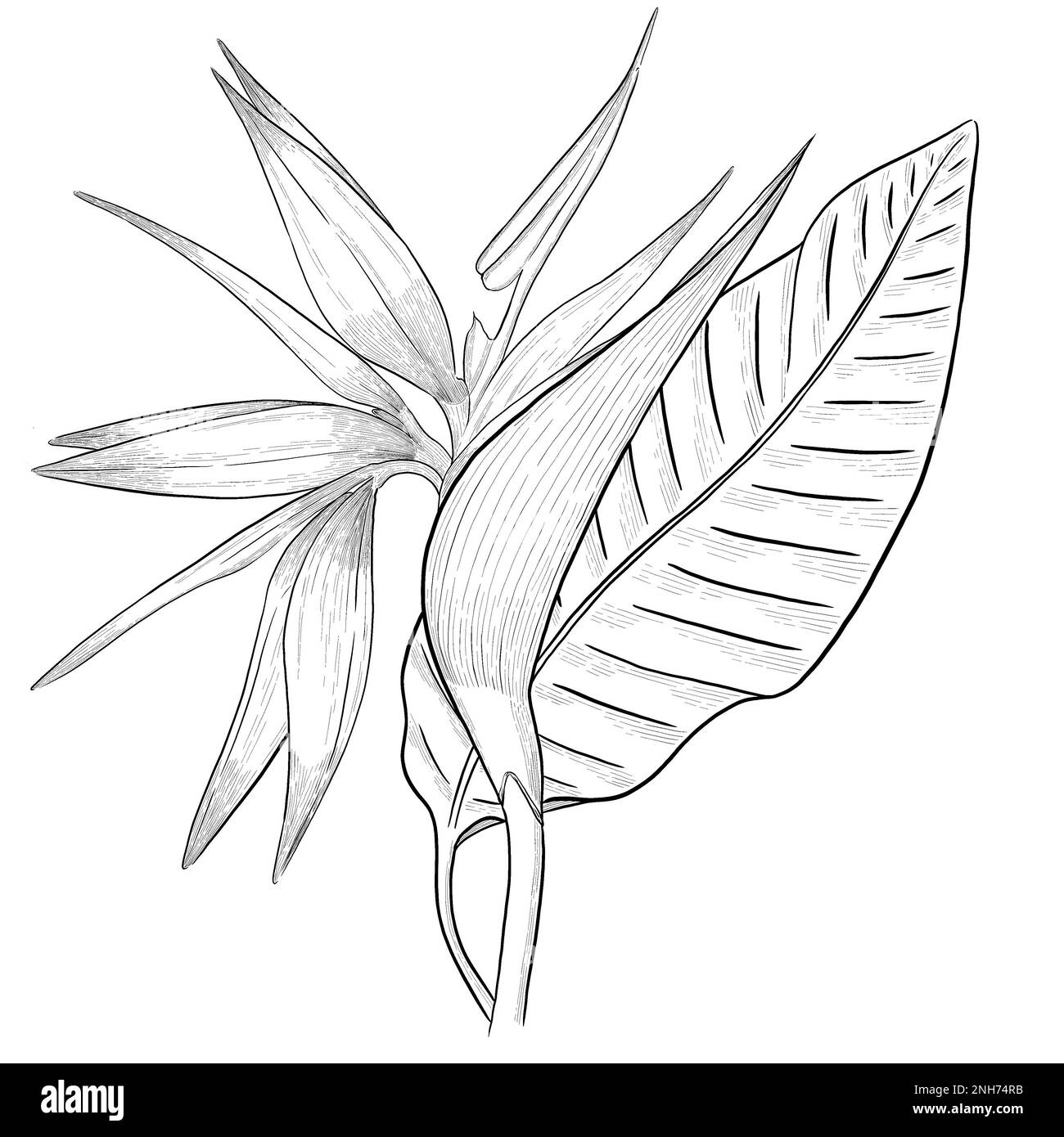 Illustrazioni botaniche Otline. Perfetto per il design di confezioni, inviti e libri da colorare. Foto Stock