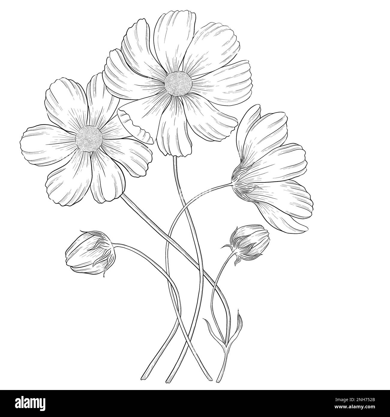 Illustrazioni botaniche Otline. Perfetto per il design di confezioni, inviti e libri da colorare. Foto Stock