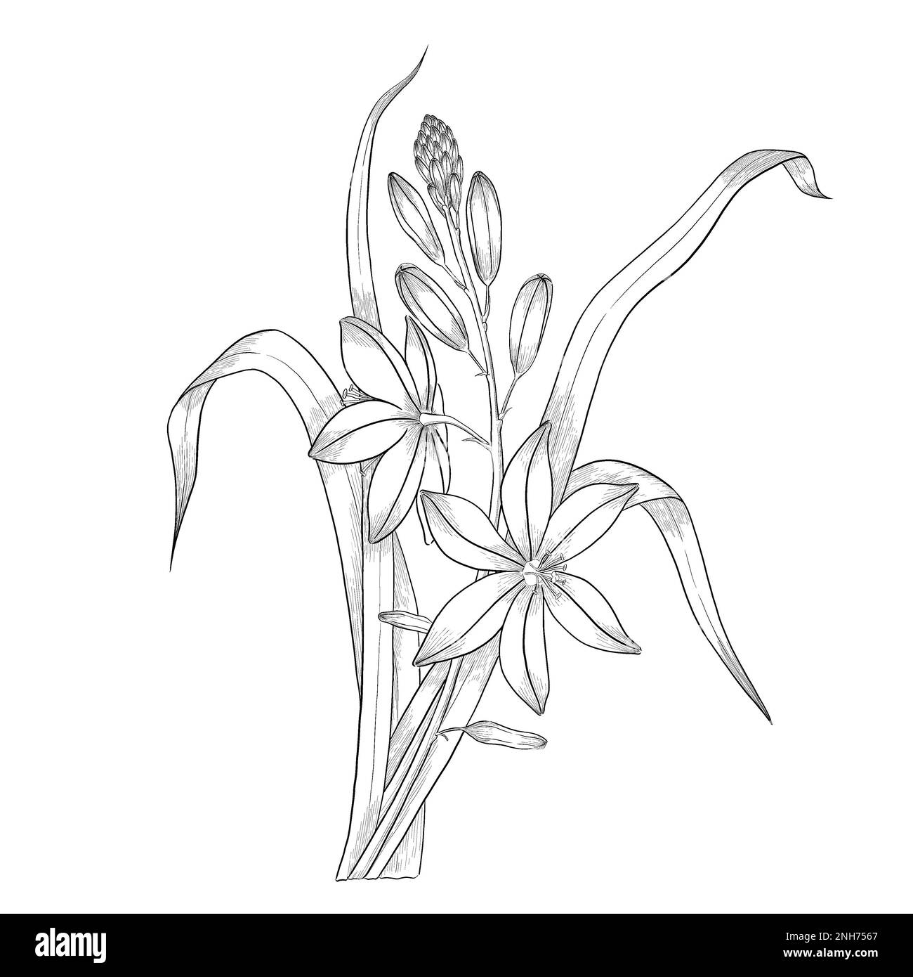 Illustrazioni botaniche Otline. Perfetto per il design di confezioni, inviti e libri da colorare. Foto Stock