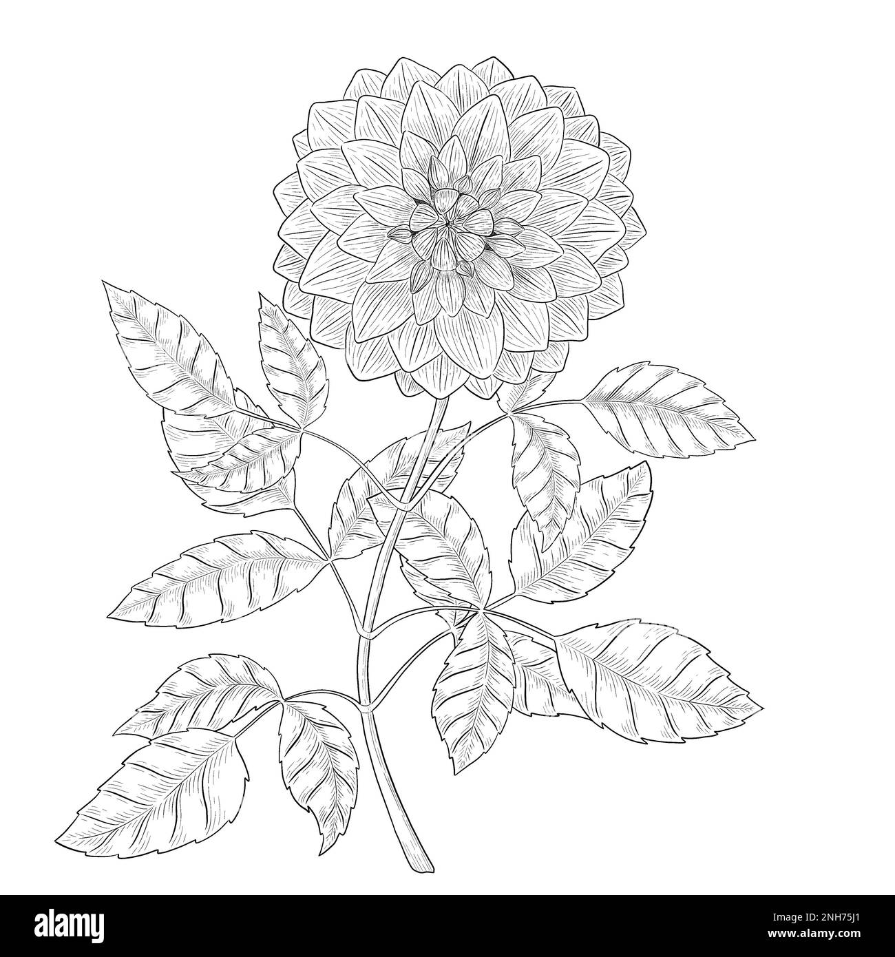 Illustrazioni botaniche Otline. Perfetto per il design di confezioni, inviti e libri da colorare. Foto Stock