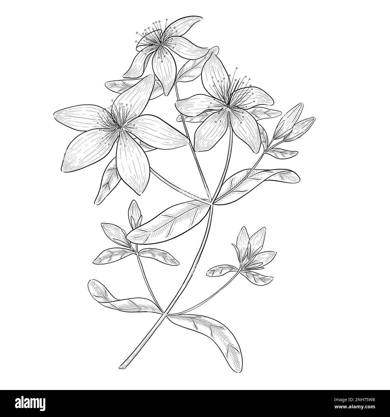 Illustrazioni botaniche Otline. Perfetto per il design di confezioni, inviti e libri da colorare. Foto Stock