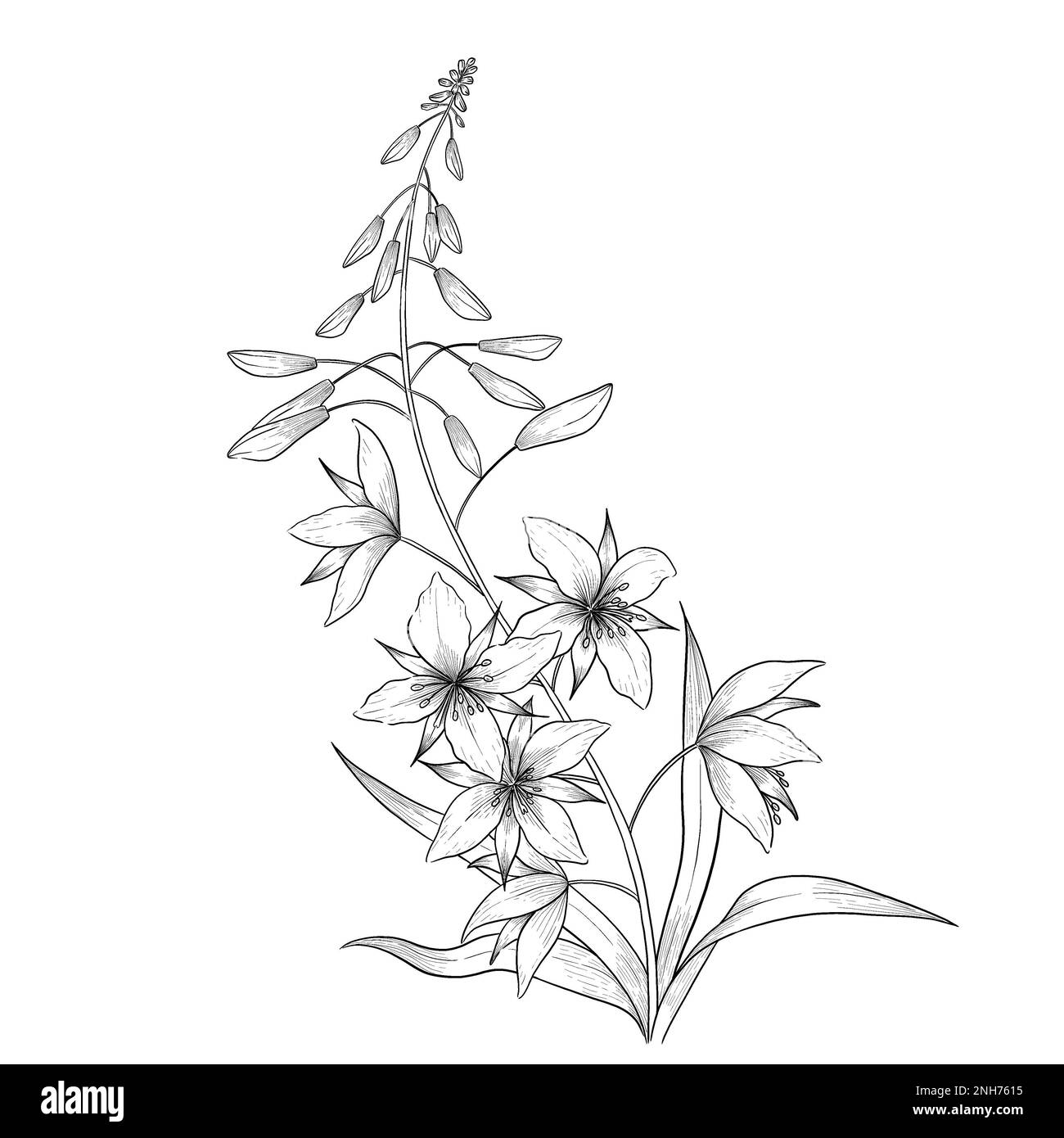 Illustrazioni botaniche Otline. Perfetto per il design di confezioni, inviti e libri da colorare. Foto Stock