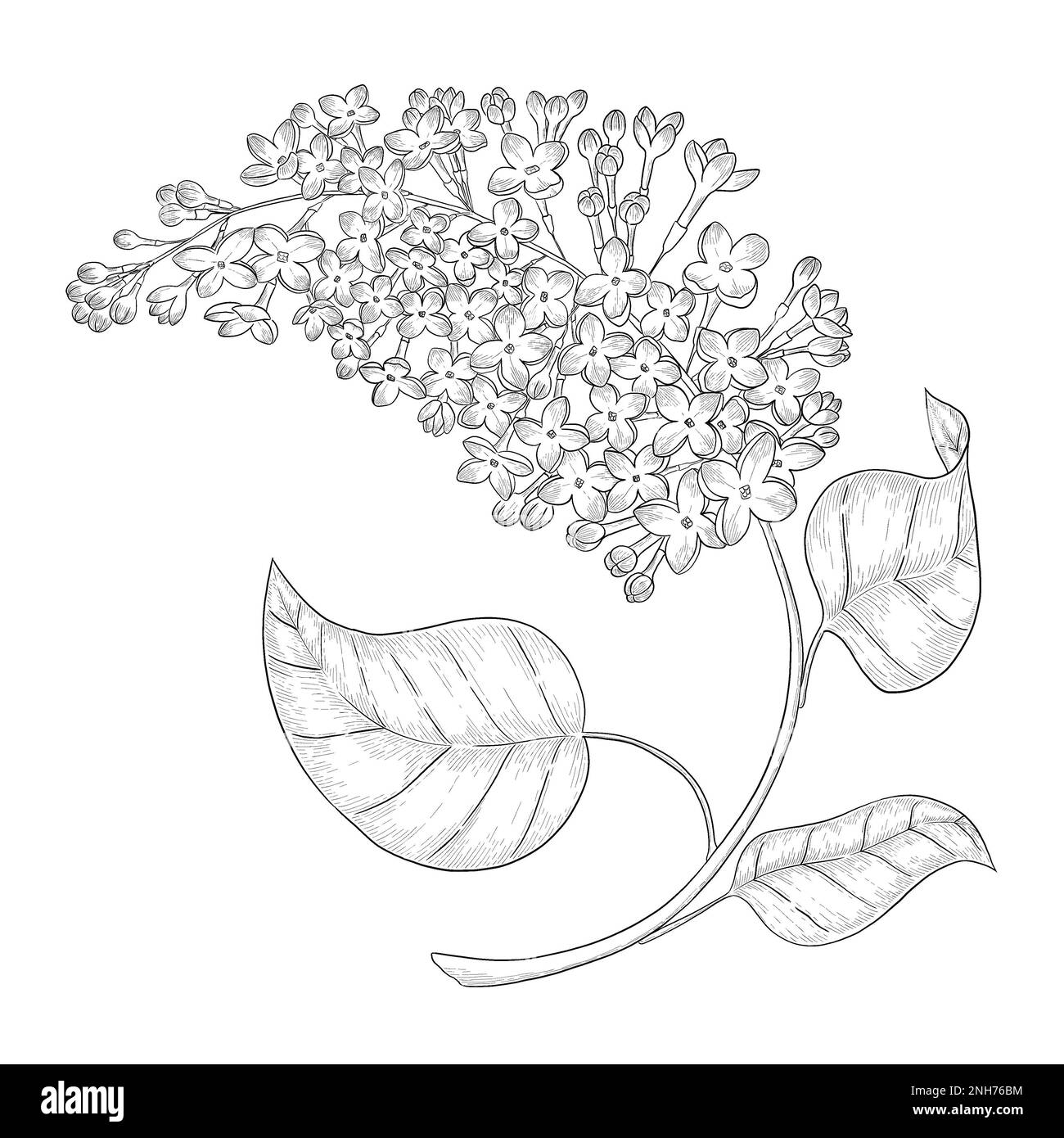 Illustrazioni botaniche Otline. Perfetto per il design di confezioni, inviti e libri da colorare. Foto Stock