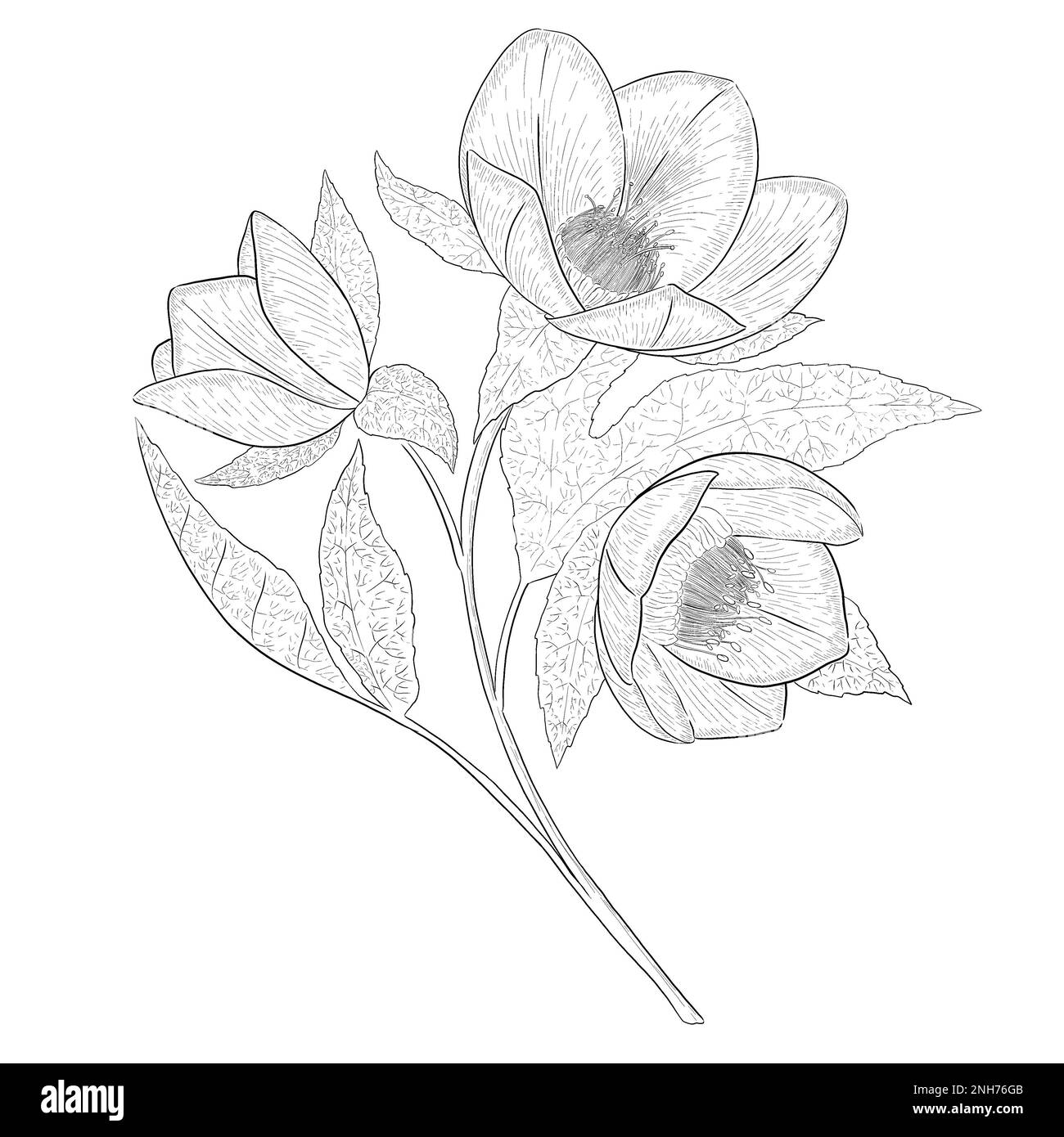 Illustrazioni botaniche Otline. Perfetto per il design di confezioni, inviti e libri da colorare. Foto Stock