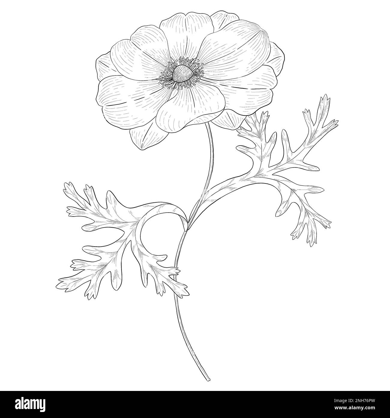 Illustrazioni botaniche Otline. Perfetto per il design di confezioni, inviti e libri da colorare. Foto Stock