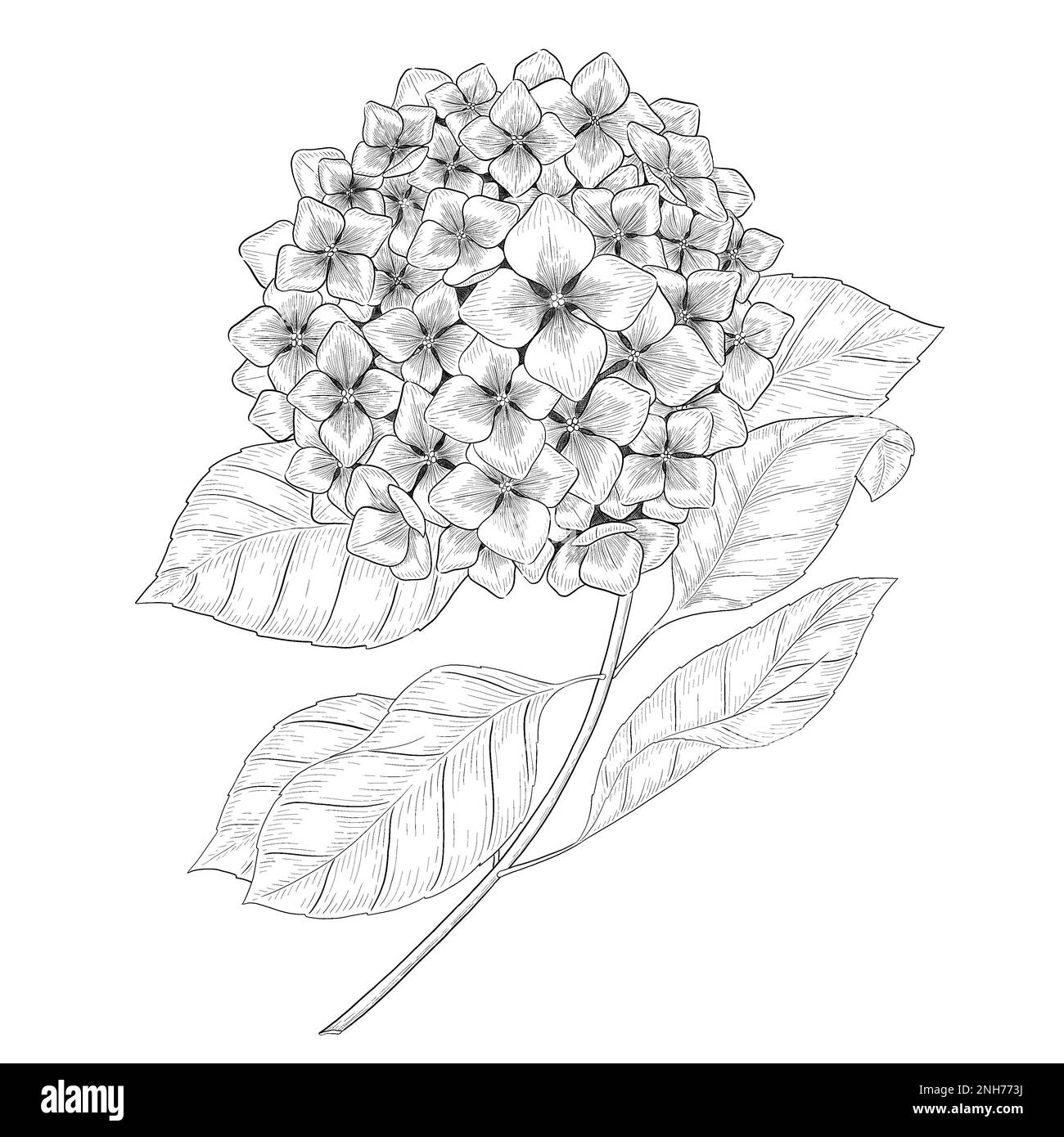 Illustrazioni botaniche Otline. Perfetto per il design di confezioni, inviti e libri da colorare. Foto Stock