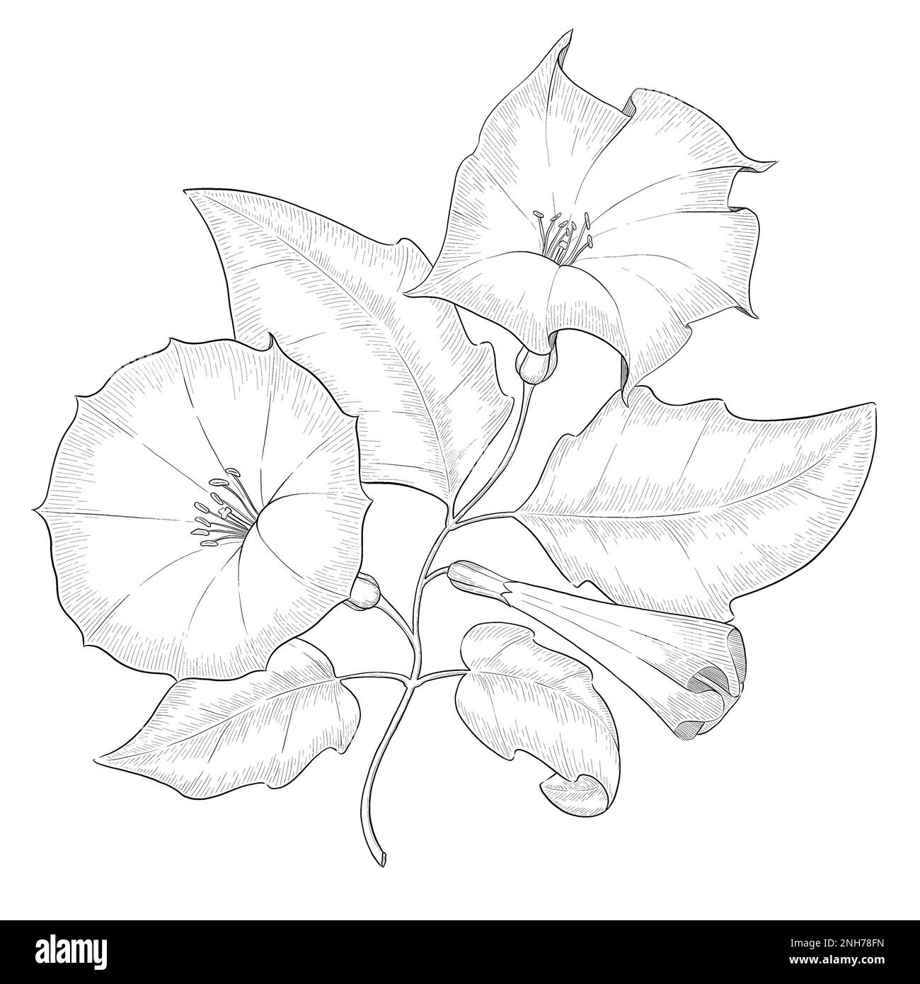 Illustrazioni botaniche Otline. Perfetto per il design di confezioni, inviti e libri da colorare. Foto Stock