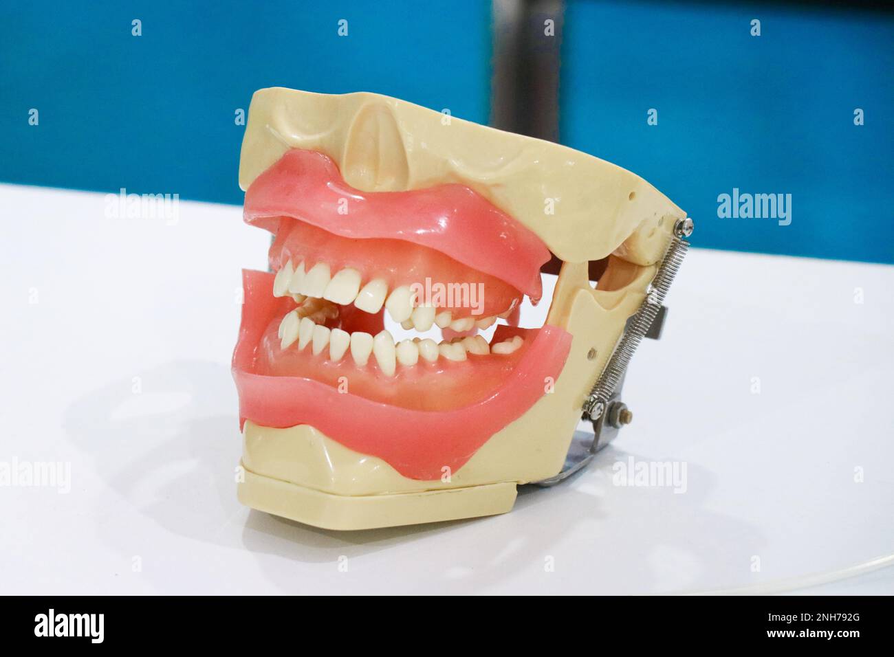 Denti della mascella o modello della mascella umana con una vista dei denti. Modello protesico per scopi educativi Foto Stock