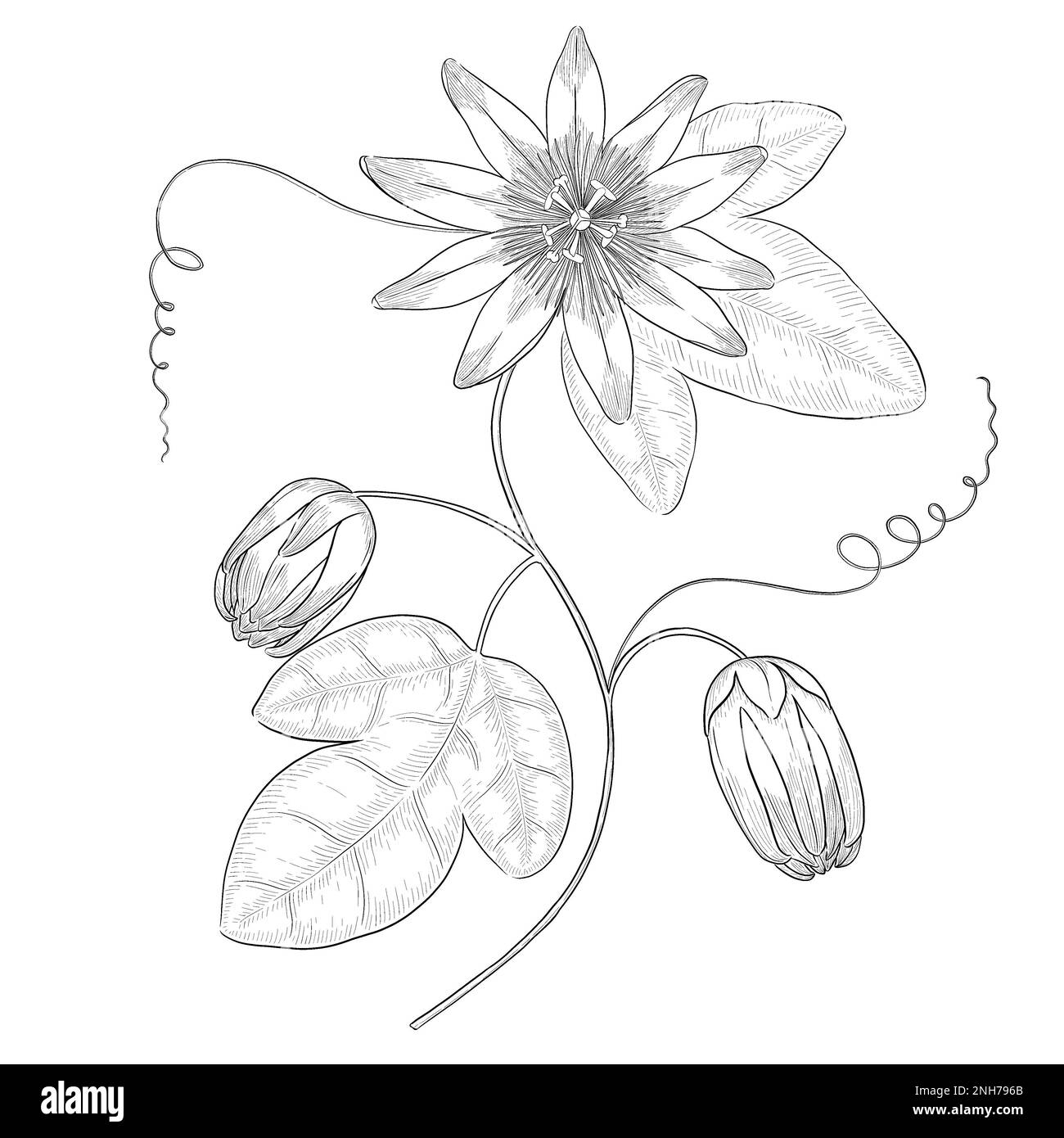 Passionflower contorno illustrazione botanica. Illustrazioni disegnate digitalmente. Foto Stock