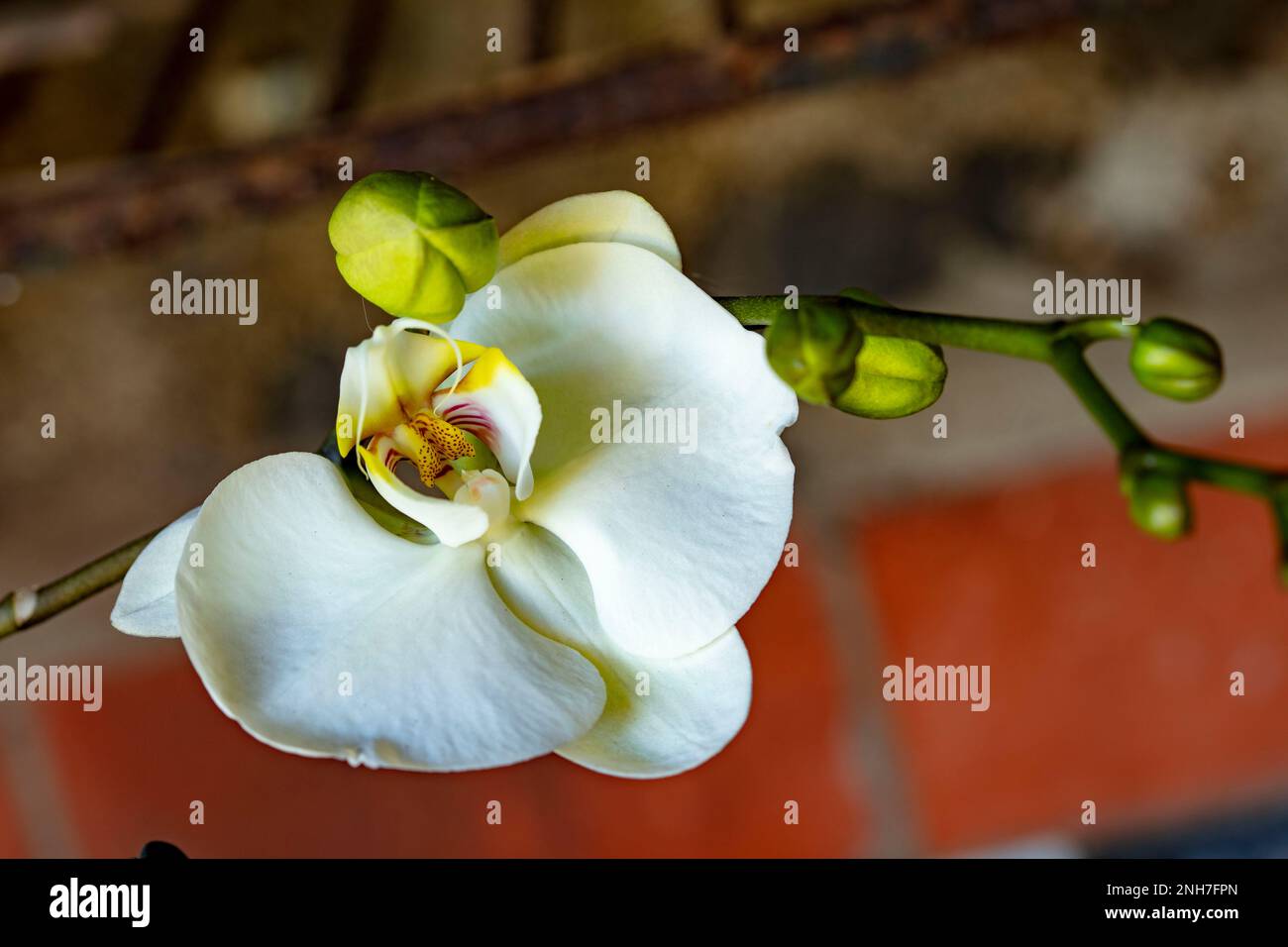 Bel primo piano ritratto di fiori di orchidea bianca Foto Stock