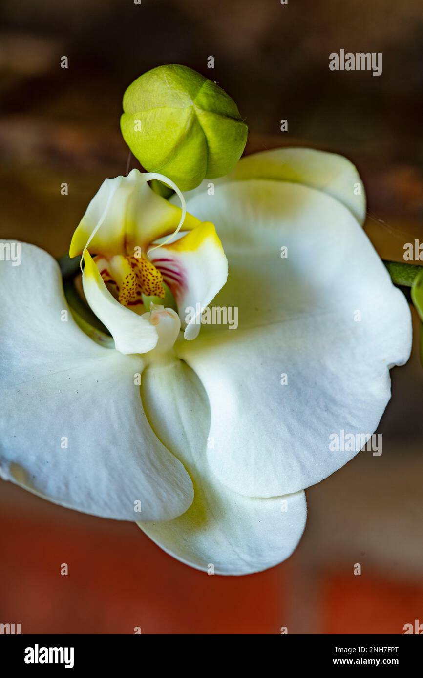 Bel primo piano ritratto di fiori di orchidea bianca Foto Stock