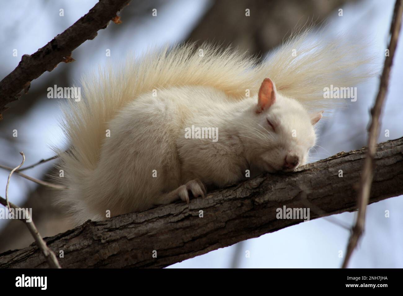 Raro scoiattolo albino bianco che dorme su un ramo dell'albero in una giornata di primavera a Osceola, Wisconsin USA. Foto Stock