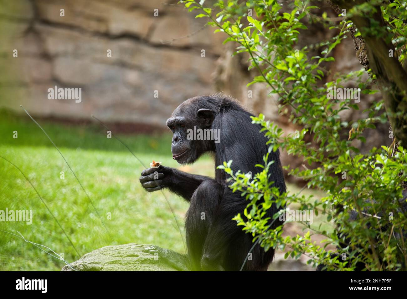 Scimpanzé più vecchio che tiene qualcosa in mano e che guarda in lontananza, foglie verdi in primo piano. Foto Stock