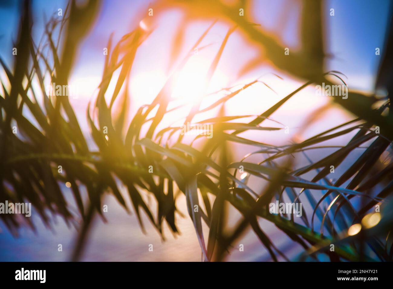 Palme d'inverno al tramonto, il fogliame ondeggiante nel vento Foto Stock