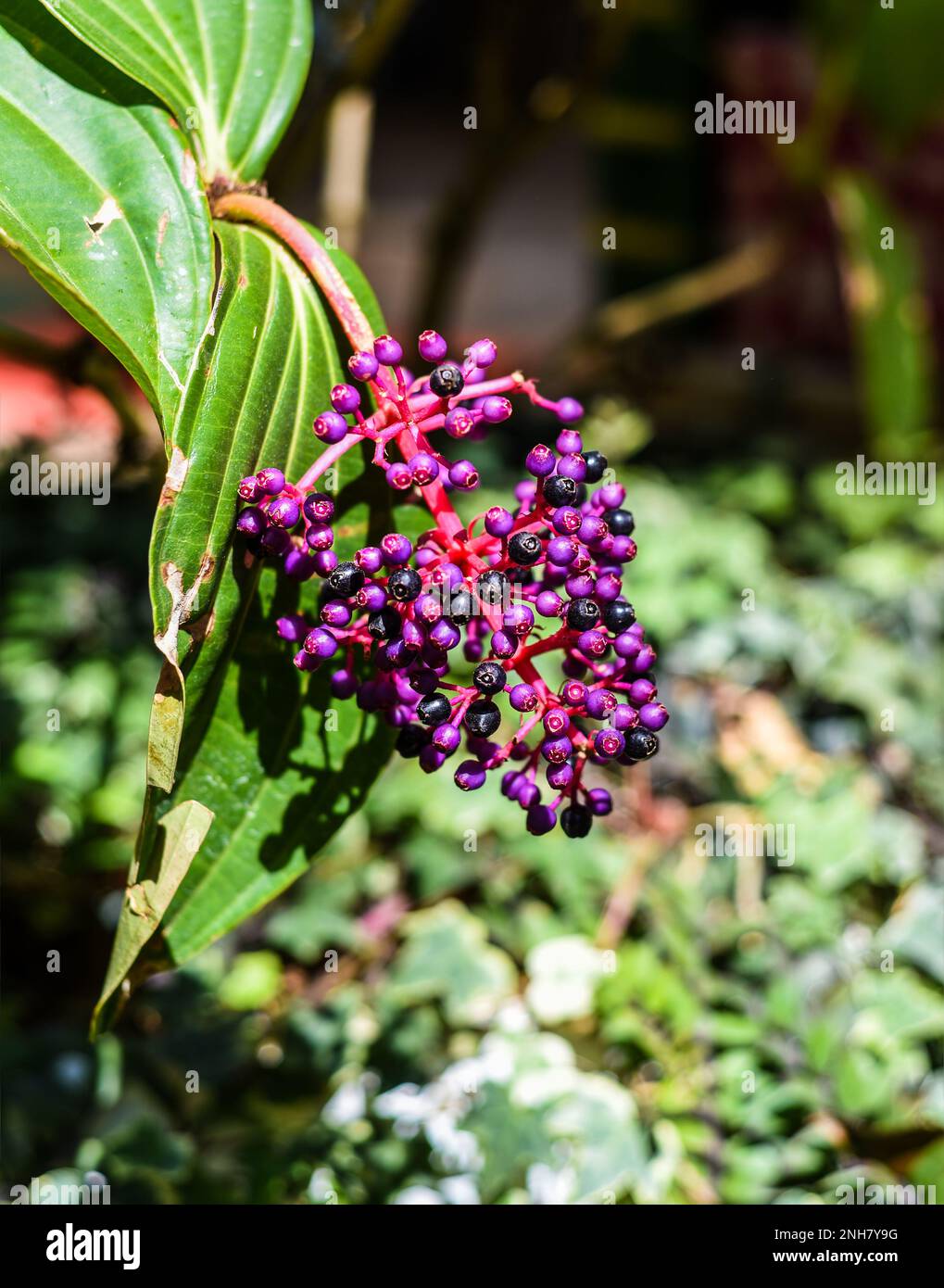 Medinilla speciosa pianta che cresce in da Lat Vietnam Foto Stock
