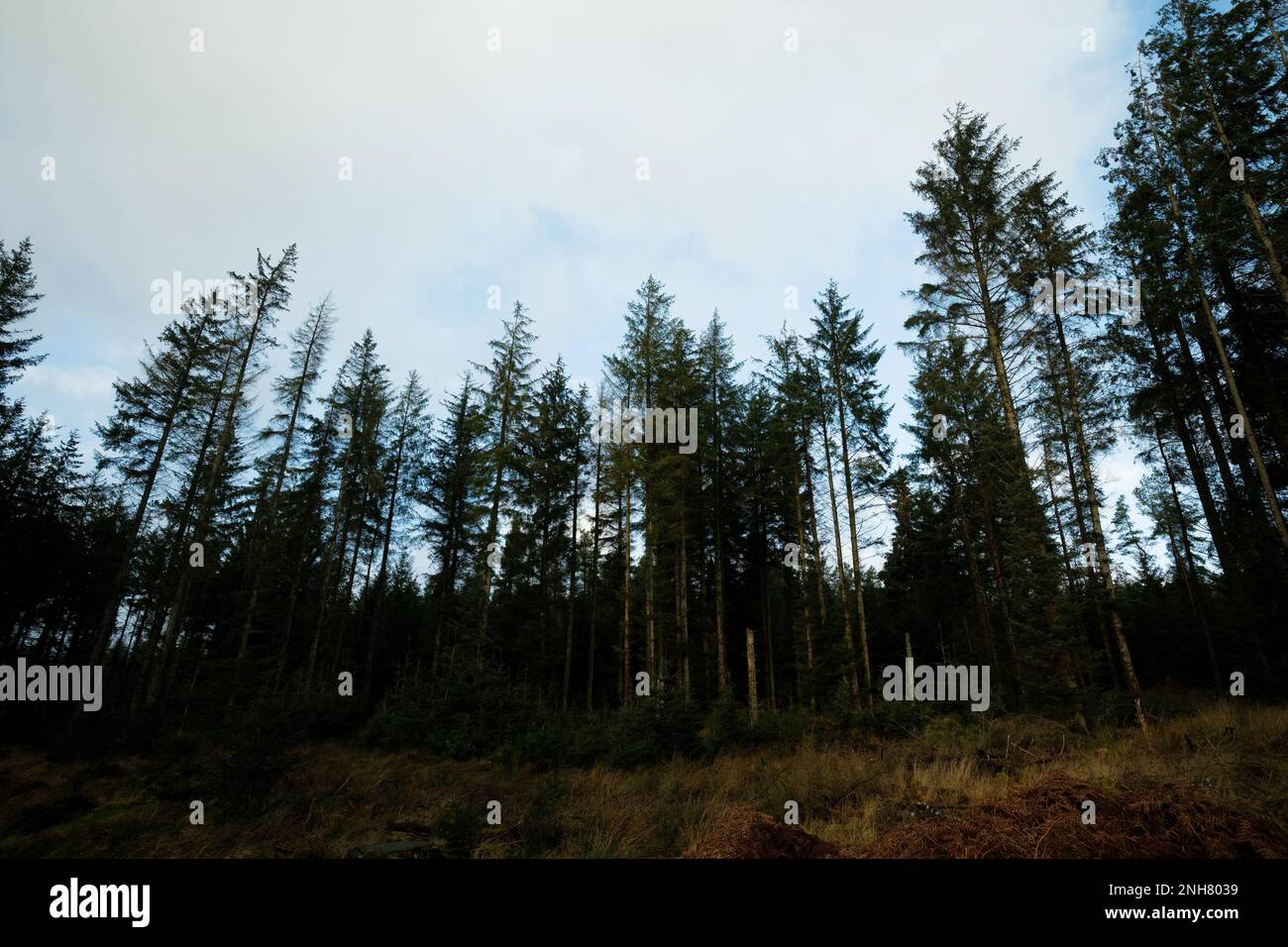Guardando su tutti gli alberi di abete Sitka, sileted contro cielo blu Foto Stock
