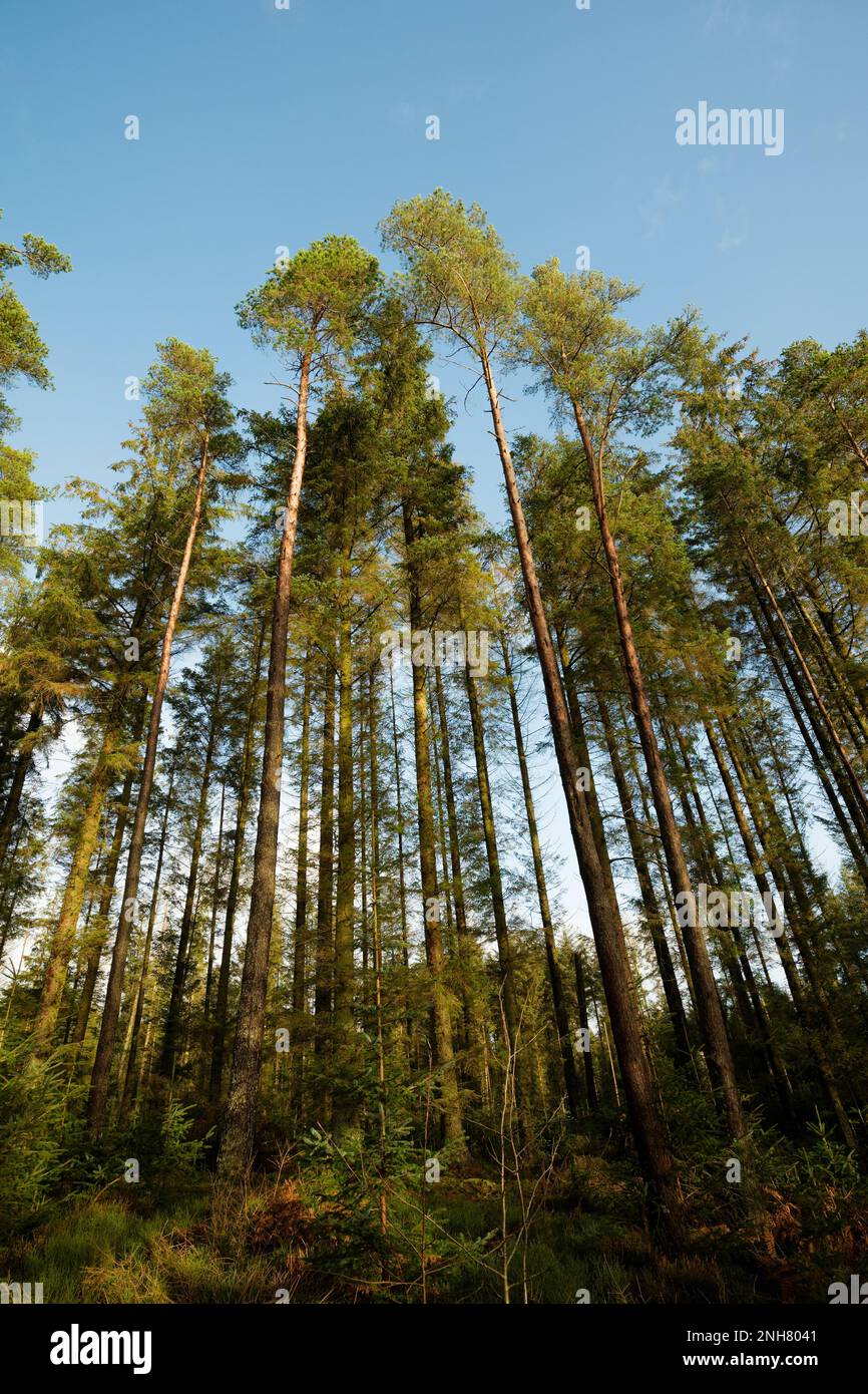 Guardando su tutti gli alberi di abete Sitka, sileted contro cielo blu Foto Stock