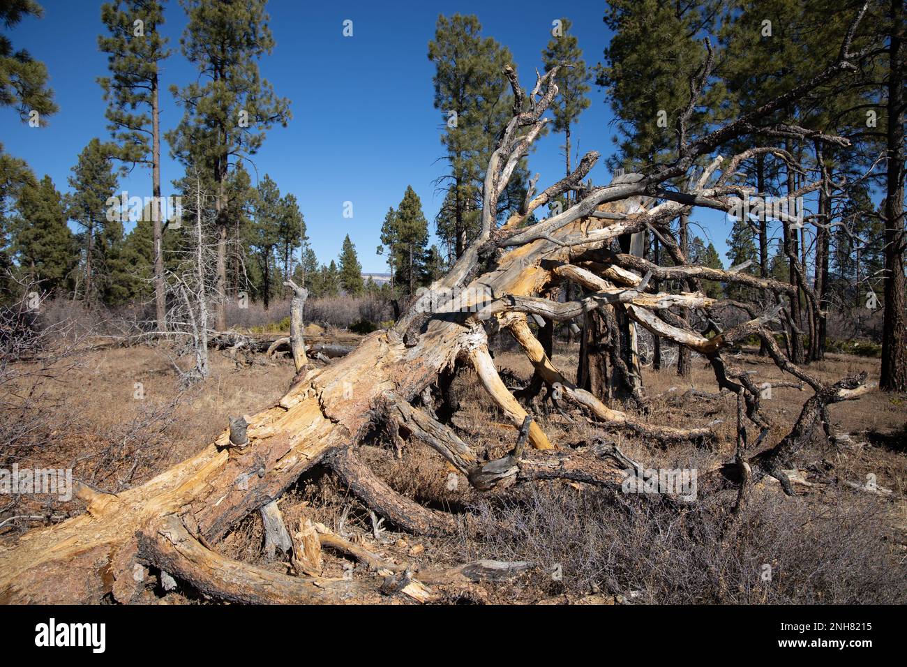 Escursioni in una zona di vita di foresta di conifere, lo Zion National Park è un parco nazionale americano situato nello Utah sud-occidentale vicino alla città di Springdale. Foto Stock