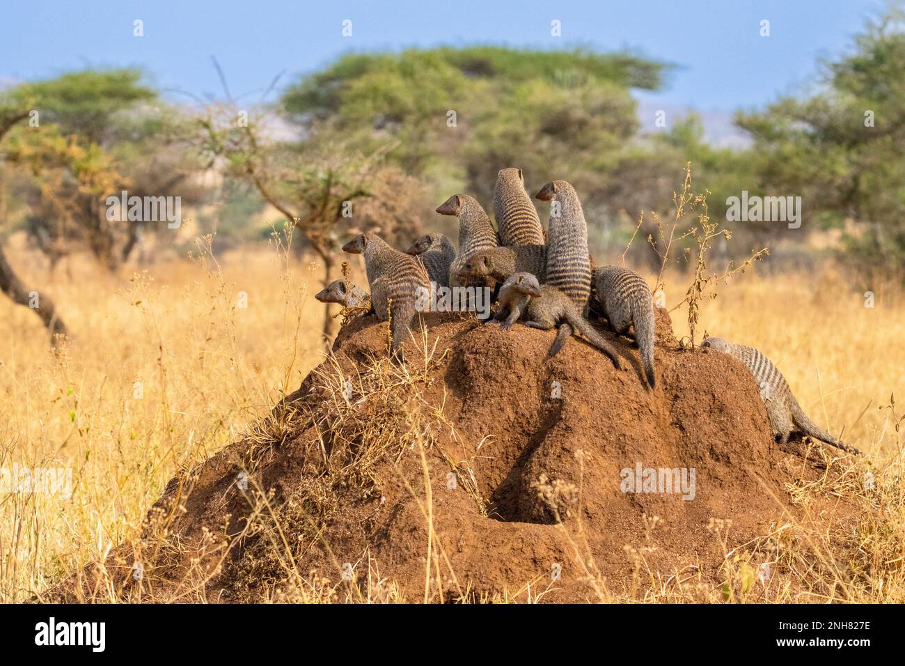 La mangusta nastrati (Mungos mungo). La mangusta a bande si trova in tutta l'Africa sub-sahariana, che popolano prati, boschi e Paese roccioso. La band Foto Stock