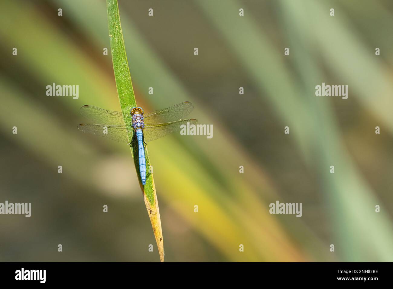 Primo piano di una libellula poggiante su una foglia Foto Stock