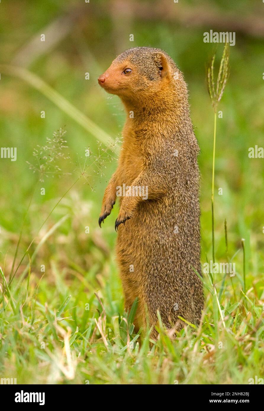 Avviso la mangusta nana (Helogale parvula) in prossimità di un tumulo termite. Questo piccolo carnivoro è altamente sociale, che vivono in grandi gruppi fino a 20 persone. M Foto Stock