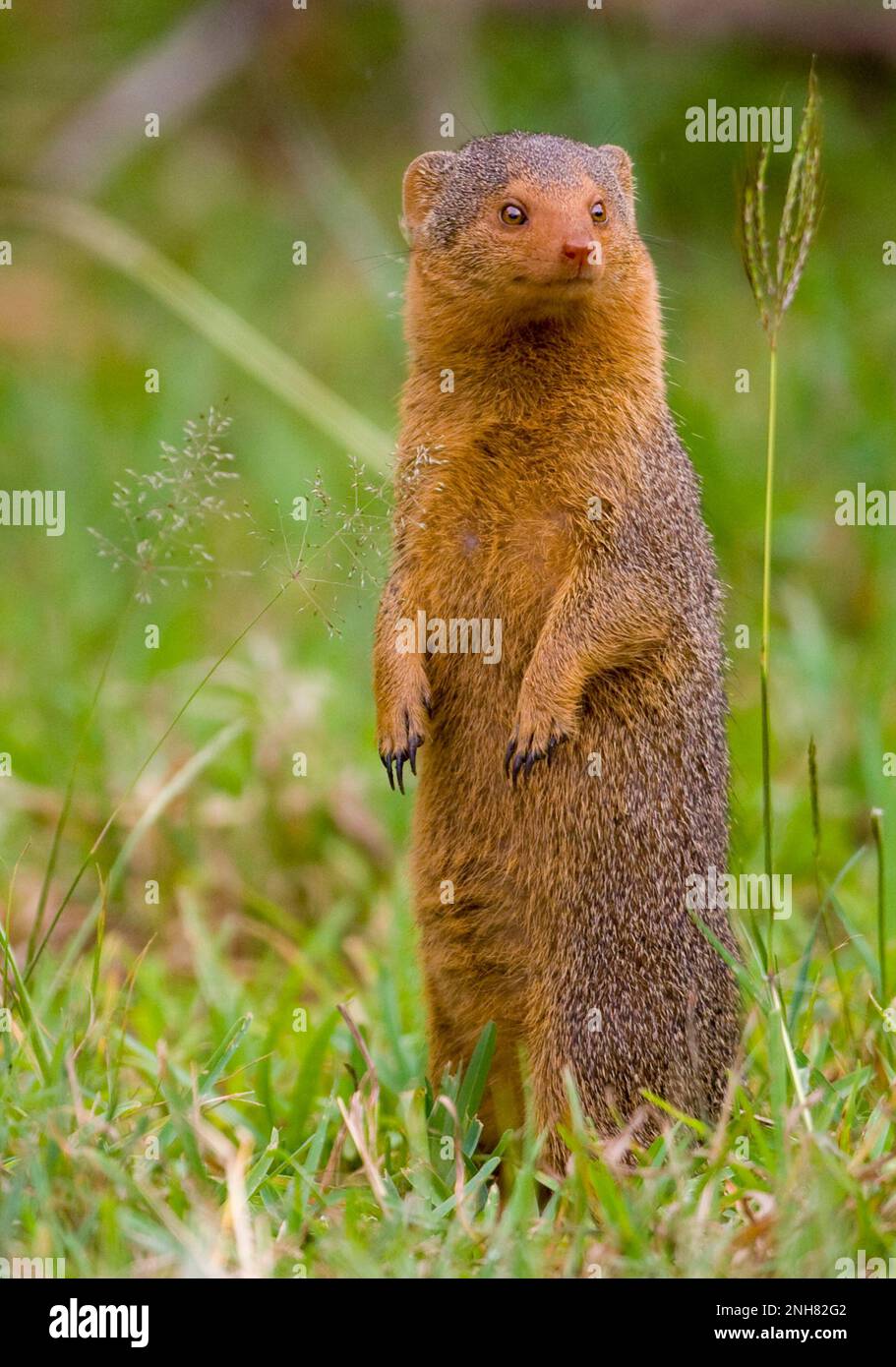 Avviso la mangusta nana (Helogale parvula) in prossimità di un tumulo termite. Questo piccolo carnivoro è altamente sociale, che vivono in grandi gruppi fino a 20 persone. M Foto Stock