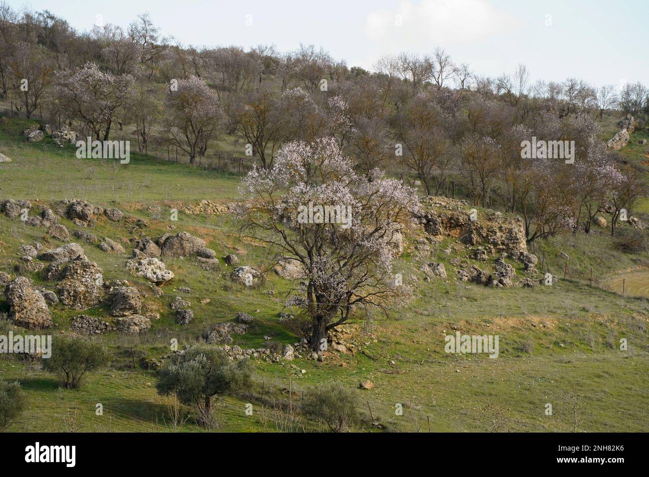 Alberi di mandorle dolci, Prunus dulcis, fioritura, vicino a Ronda, Spagna. Foto Stock