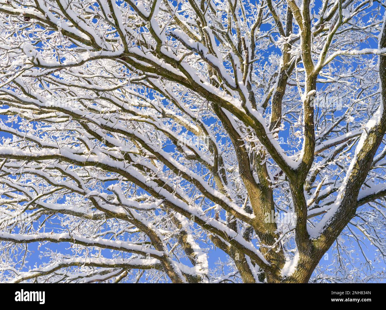 Verschneiter Baum, Landschaftsfoto, Flintbek, Schleswig-Holstein, Deutschland Foto Stock