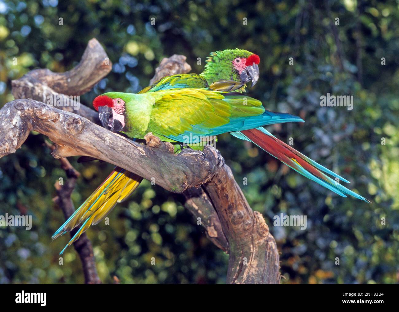 Macaw militare (Ara militaris) che mostra la drammatica del piumaggio attorno agli occhi e sopra il becco. Questo in via di estinzione macaw vive nel nord del Sud America. Esso f Foto Stock