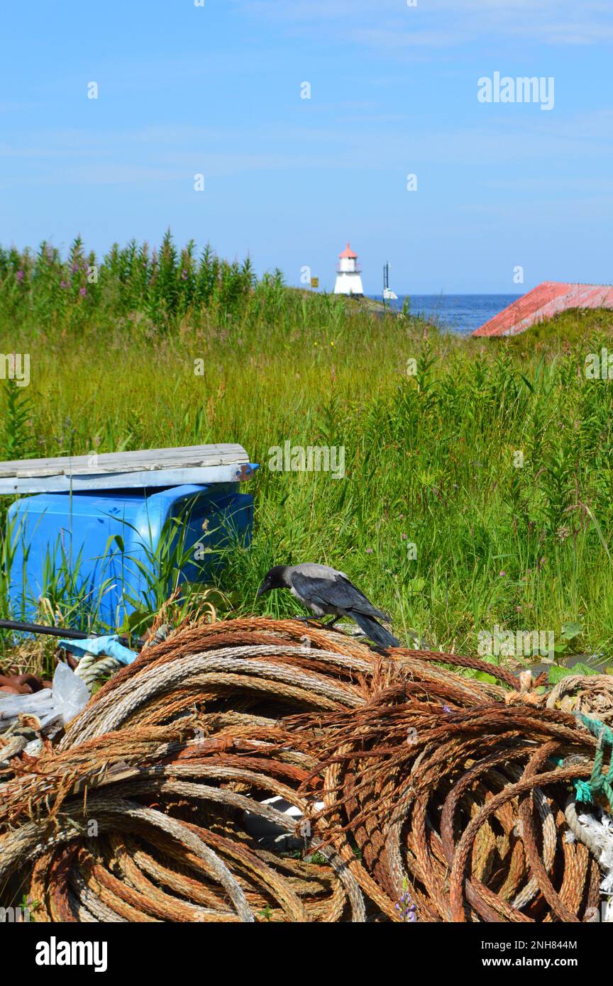 in the wild Foto Stock