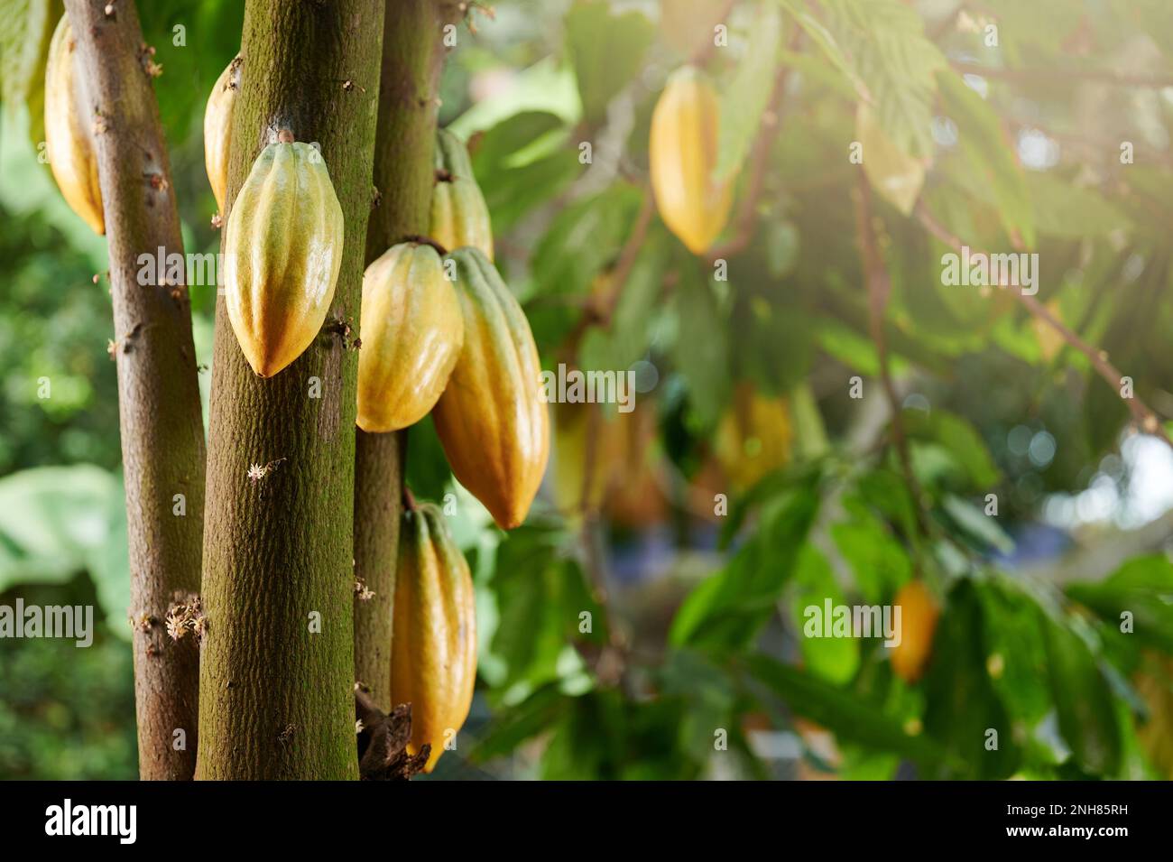 Tema raccolto cacao. Gruppo di cialde di cacao giallo su albero in fattoria giardino Foto Stock