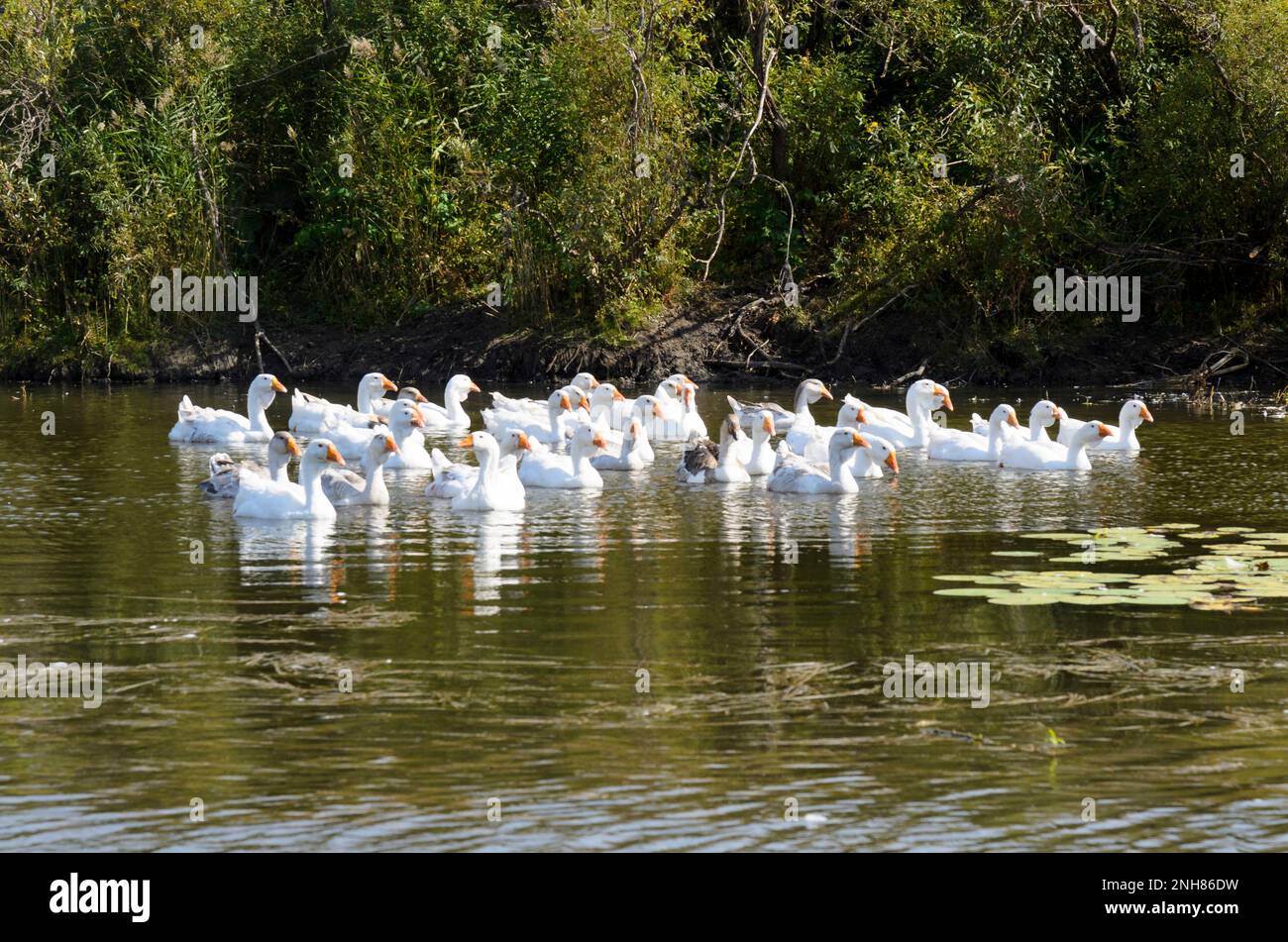 Oche un giorno sul fiume in acqua vicino alla riva. Foto Stock