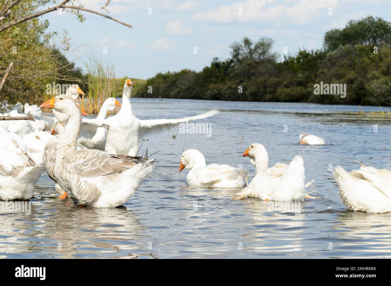 Oche un giorno sul fiume in acqua vicino alla riva. Foto Stock