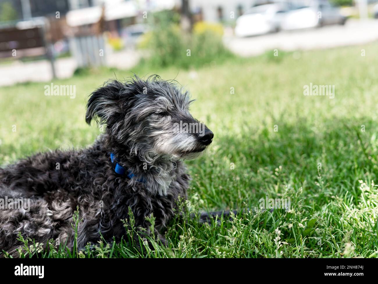 cane di razza mista bedlington terrier o bedlington wippet grigio lanuginoso anziano cane che riposa su erba verde animali adozione cura e camminare cane animale domestico amore Foto Stock