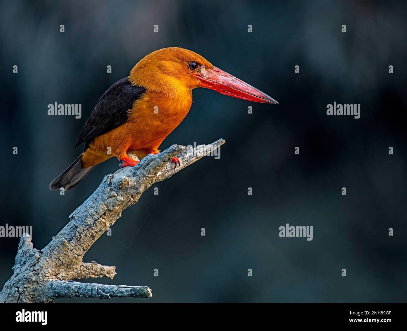 Kingfisher con alette marroni Foto Stock