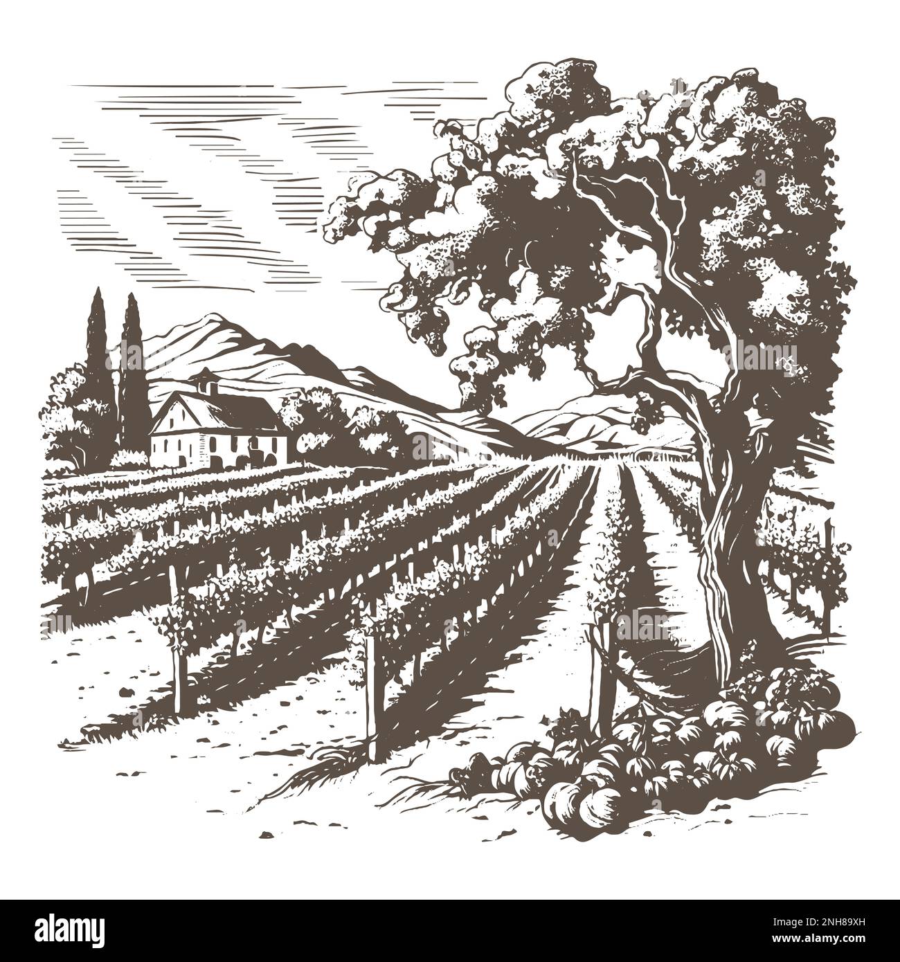 Disegno vettoriale di vigneto illustrazione dell'inchiostro Illustrazione Vettoriale